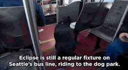 succt:huffingtonpost:Seattle Dog Figures Out Buses, Starts Riding
