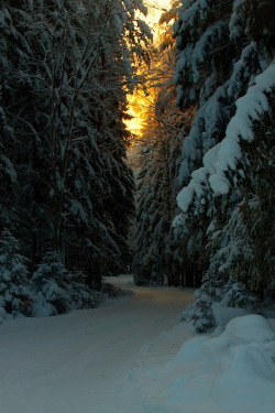 etherealvistas:  Winter Spruce Road (Finland) by MilaMai | Tumblr
