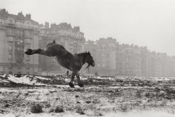 grupaok:Sabine Weiss, Cheval, 1952