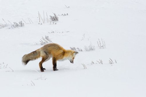 sissypenelope74:  virtuallyinsane:What a jump (red fox)   Nature