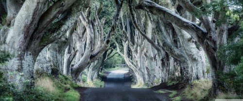 legendary-scholar:  Dark Hedges, Northern Ireland.