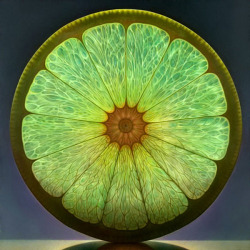 jerkinglattes:  saveitasajpeg:  the-spooky-fish:  Citrus fruits