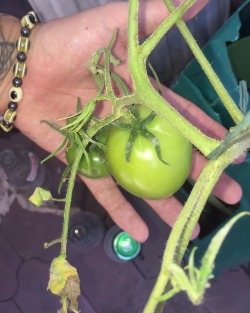 My tomato plant has tomatoes!!!!!  🍅 🍅 🍅    #tomato