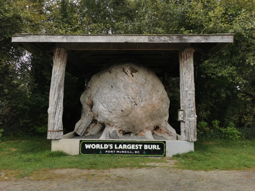 gestaltaggregation:World’s Largest Burl, Port McNeil, BC  September