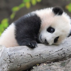 So cute!!! #panda #cute #instagood #likeforlike #pandabear #asians