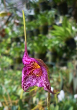 orchid-a-day:  Masdevallia chaparensis August 31, 2016  