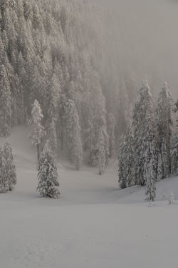 crosbyphotos: Powderfields Siskiyous, Oregon 