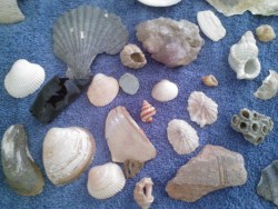 My mother mailed me my seashells:) All of these were found on