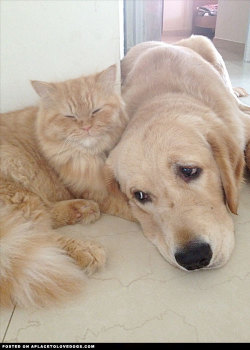 aplacetolovedogs:  Best friends Whiskey (the cat) and Disco (the