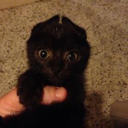 hells-hellion:  awwww-cute:  Toothless seemed an appropriate