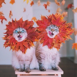 love-this-pic-dot-com:  Autumn Cats 