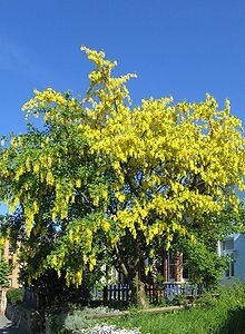 This tree, the Laburnum, in German is called “Goldregen”,