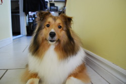 My sheltie~ I’ll also be at my friend’s house sometime in