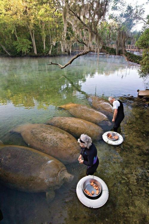 sixpenceee:   Manatees being feed sweet potatoes… while looking