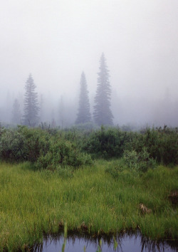 quiet-nymph:  “High Country Fog” by Sam Catanzaro