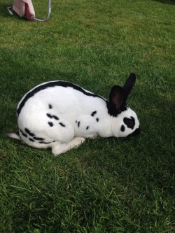 veganhobbit:  Victor the bunny enjoying the sunshine 