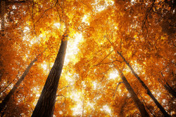 dailyautumn:  The Grace of Fall by *rekit