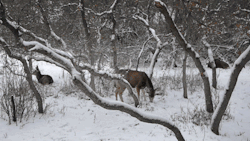 pagewoman: Deer in snow via gifbay 