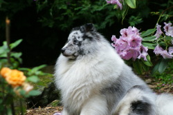 running-dog:  Coba and flowers.  He is a fluffy little garden
