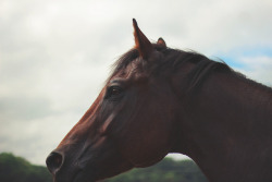 westernponies: gloomy ,