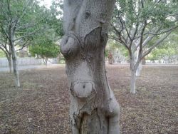 i was smoking with my boyfriend and we see this tree with the