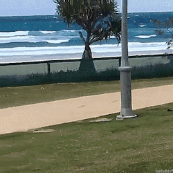 tastefullyoffensive:Rosie was a little too excited for a beach day. [video]