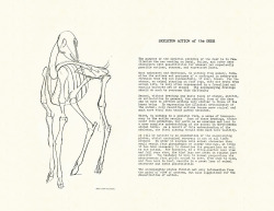 disneyconceptsandstuff: Skeletal Guidebook from Bambi by Rico