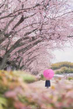 kosa-photo:桜の下で