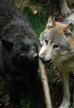 elegantwolves:  by Sas R.