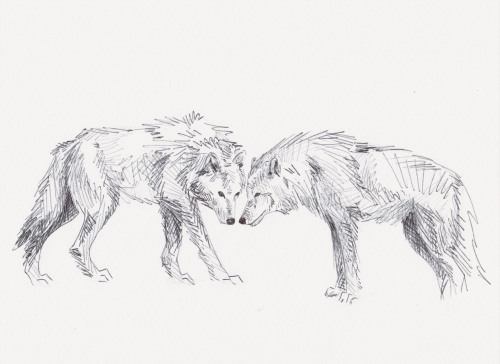 wolveswolves:Wolf sketch, pen on paperMore illustrations at instagram.com/annelaout