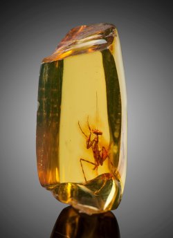 bijoux-et-mineraux: Praying Mantis in Amber (Hymenaea protera,