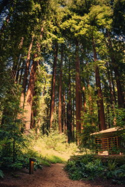 plasmatics-life:  The Cabin in the Forest | By Trey Ratcliff