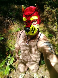 tuggerpup:  Shadow pup blending in to my natural surroundings