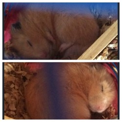 Must be nice 😴🐹 #chunkygero #sleepyhammy #hamster @rachel_edge