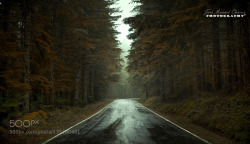 socialfoto:  A forest of northern Spain by apaches #SocialFoto