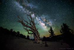 spaceexp:  “Guardian Of The Night”. The Milky Way above the