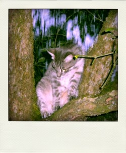 Clyde - polaroid