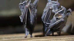 owljolson:  biomorphosis:  When you flip bats upside down they