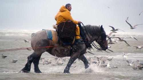 ainawgsd:   On the northwest Belgian coast, there is a little