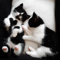 catsbeaversandducks: Izzy & Zoë  “We are sisters!”