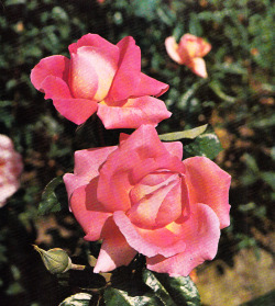 adelphe:  Gail Borden The World of Roses by Bertram Park, 1962