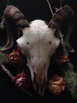 roadkillandcrows:Sheep skull. 