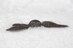 allcreatures:   Another owl, a Pygmy owl, which is the smallest