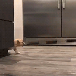 fluffygif:Cute bully