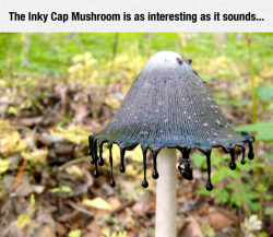 srsfunny:The Inky Cap Mushroom