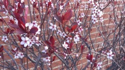 This bush randomly started blooming and i have no idea what it