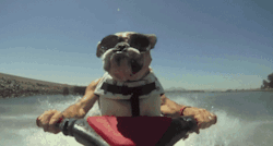 funny-gifs-videos:  Have you Life insurance or Car insurance !