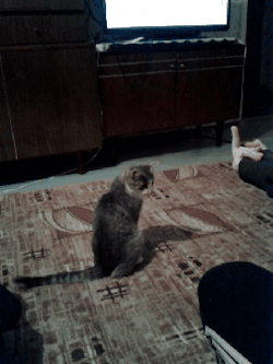 Baby Animal Posts