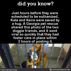 did-you-kno:  As of 7/22/15, these dogs are safe in foster care,