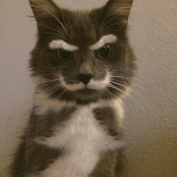 haha so looks like this cat has got some wicked eyebrows and